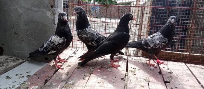 Pure Rampury Baby Pigeon Top Quality