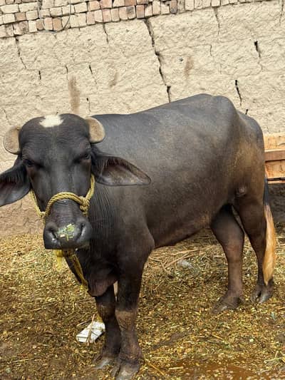 Buffalo Punjab