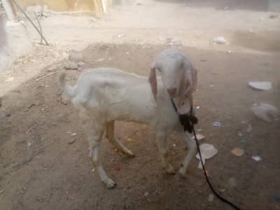 gulabi female age 11 mah