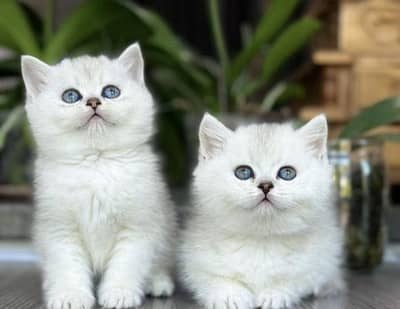 British shorthair