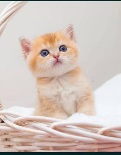 British shorthair