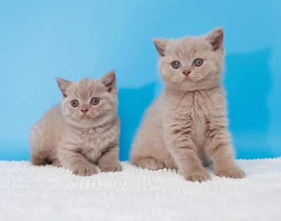 British shorthair