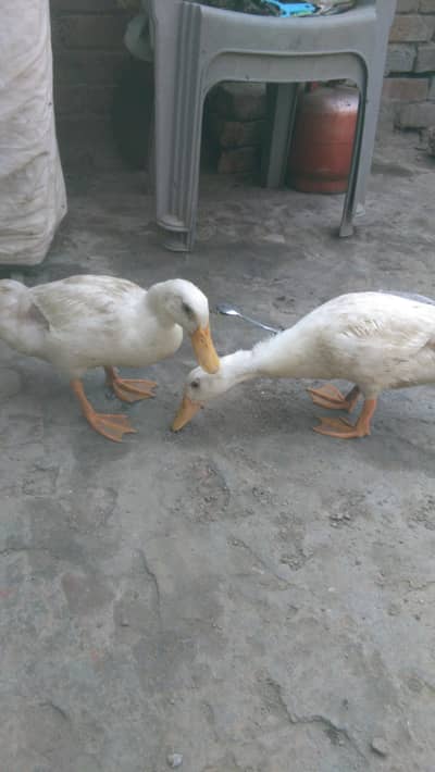 Cute white duck home breed pair