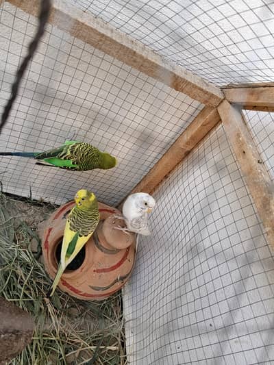 Budgies Parrots 2 pair along with Pinjra