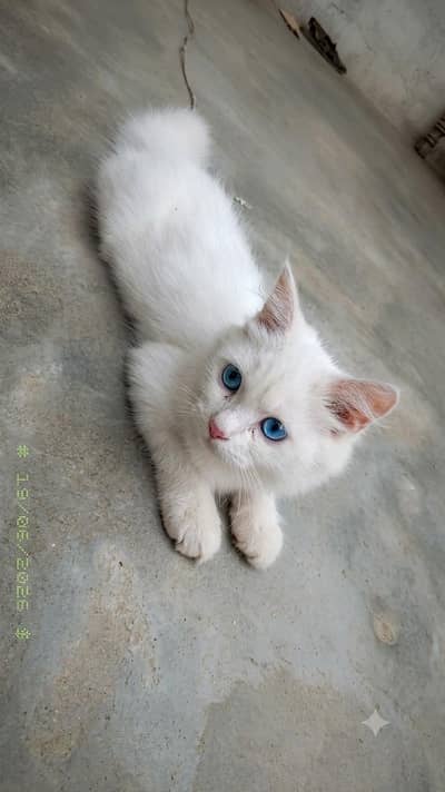 بلی برائی فروخت شاندار سفید پرشین بلی (White Persian Cat) برائے فروخت