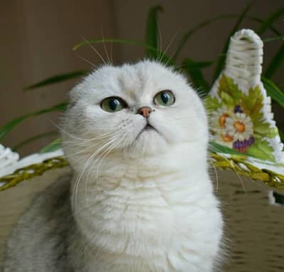 Scottish fold