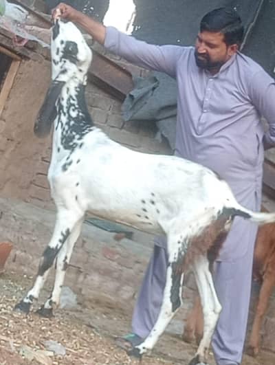 Dasi Gabn bakri sale
