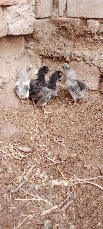Aseel Chicks For Sale