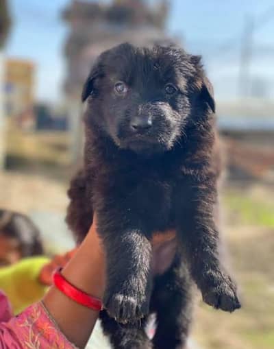 jarman Sheprd pupi available