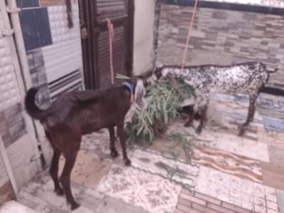1 goat female milk and other 1 pathh makki chini bakri