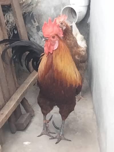 Hens pair