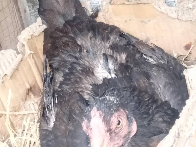 Hens pair 1