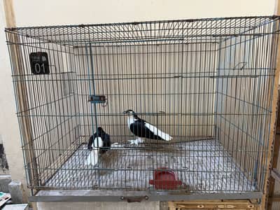 Birds cage