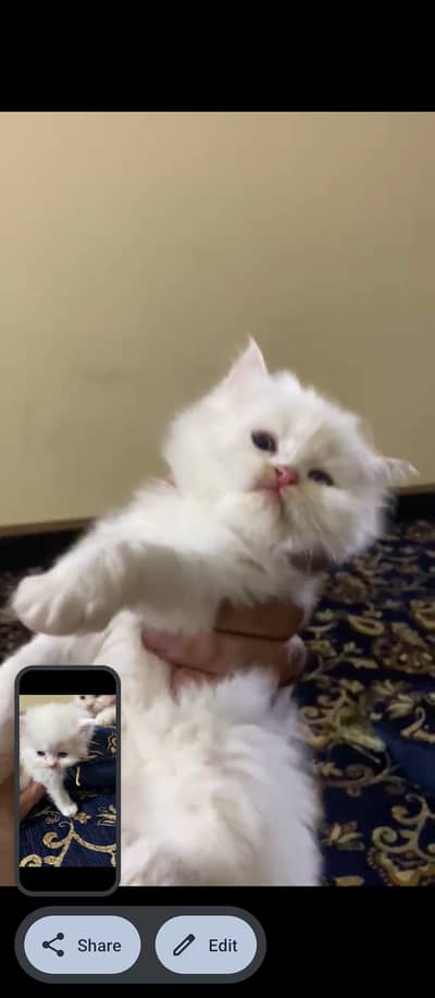 Beautiful brown and white Persian kittens