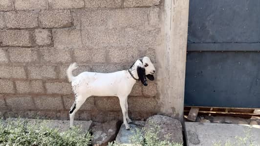 Goat For Sale