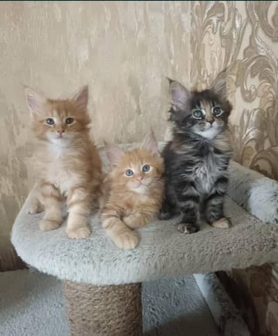 Maine coon