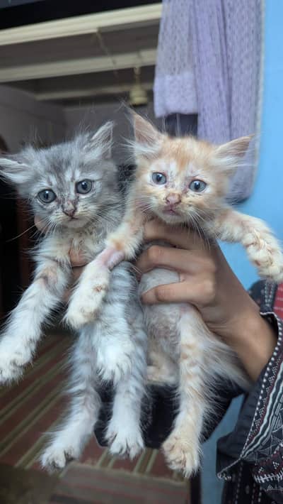 Persion cat for sale five kittens