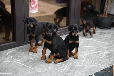 Doberman