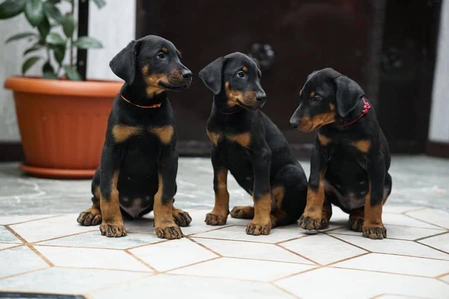 Doberman 1