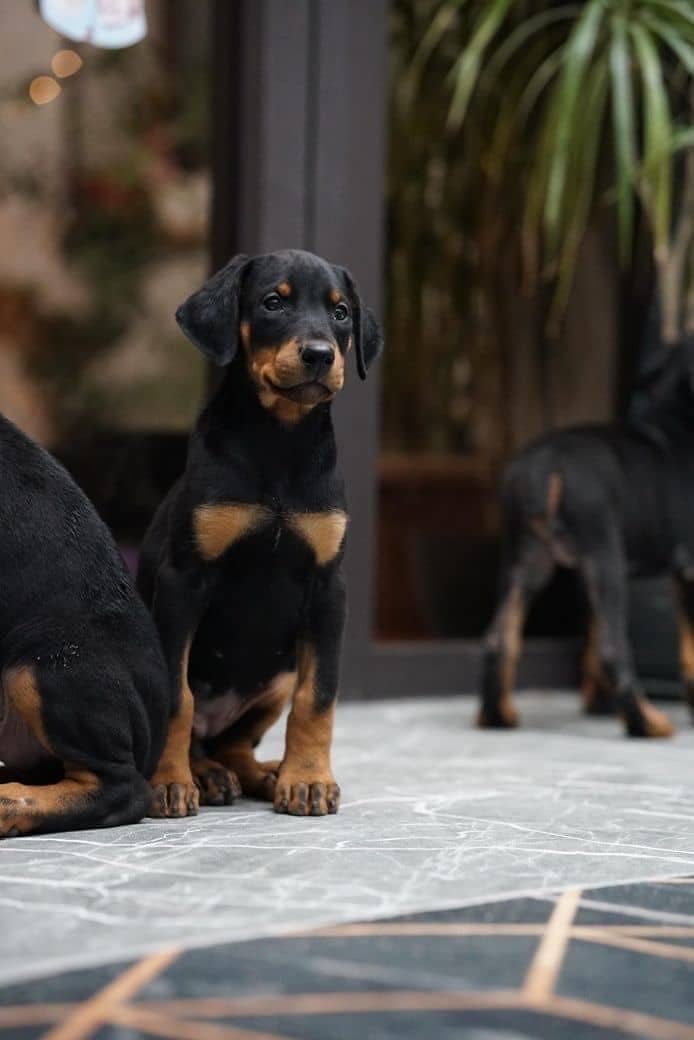 Doberman 2
