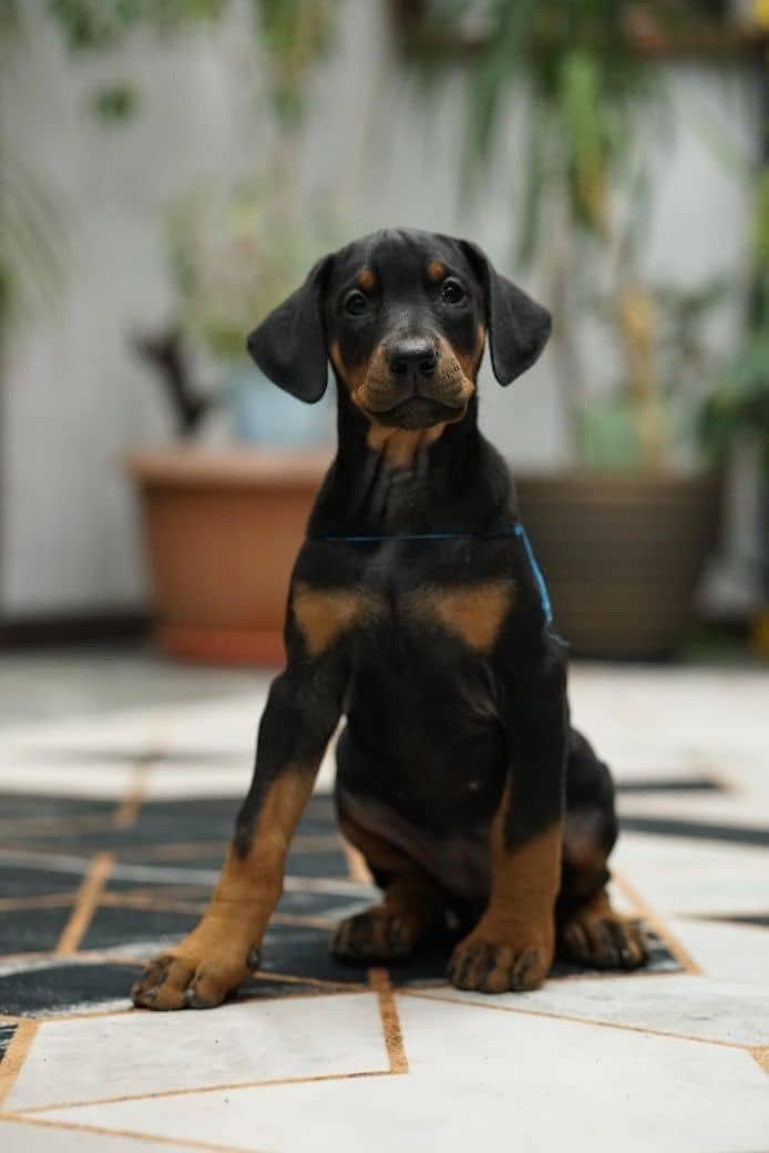 Doberman 3