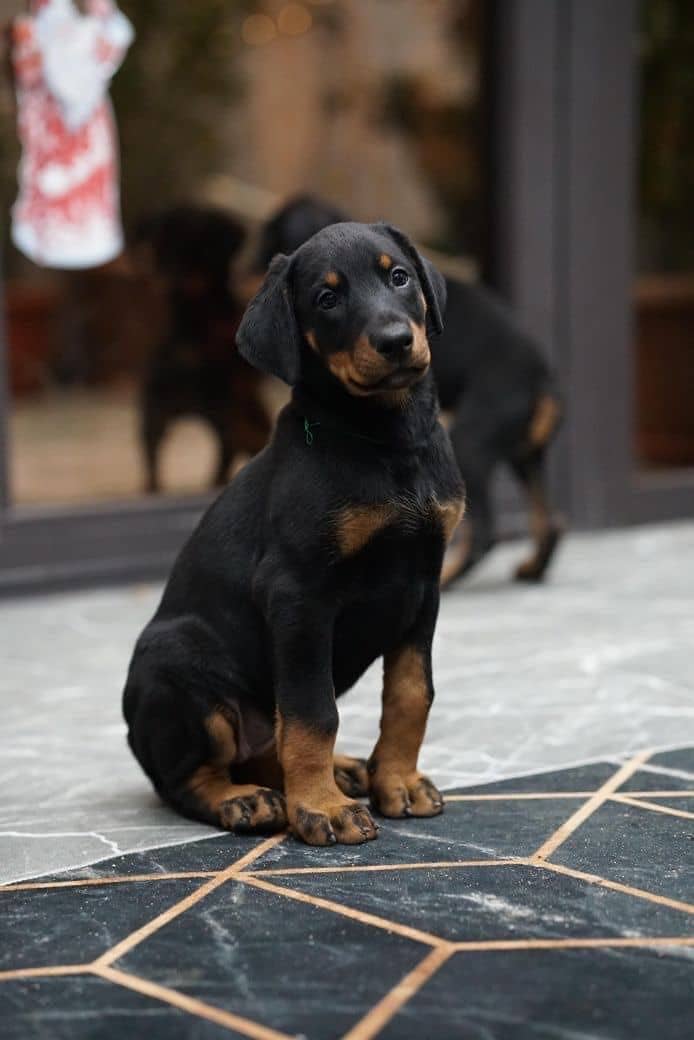 Doberman 4