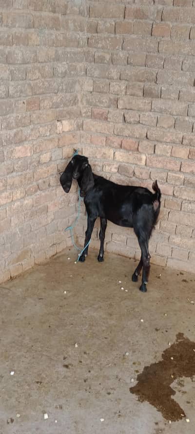 beetal bakri