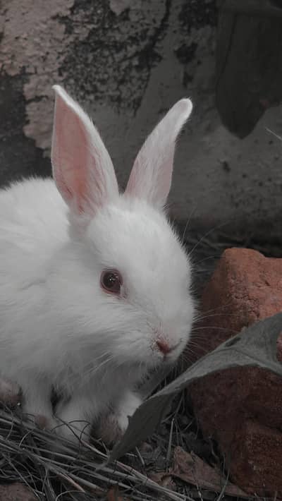 White rabbits Pairs for sale urgent