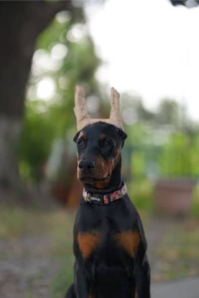 Doberman