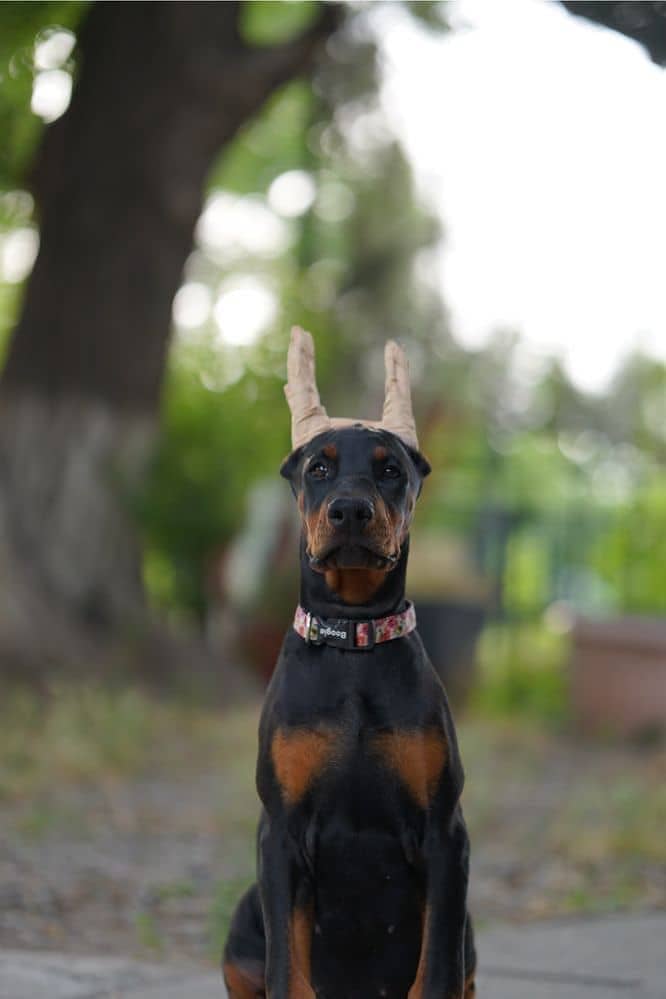 Doberman 1
