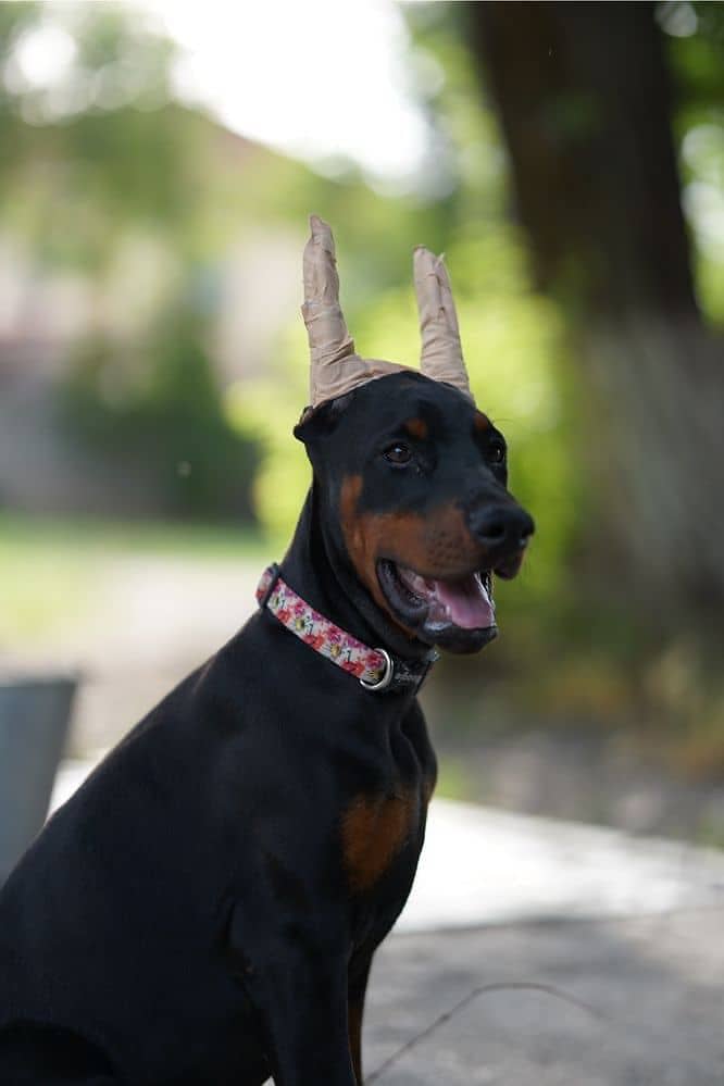 Doberman 2