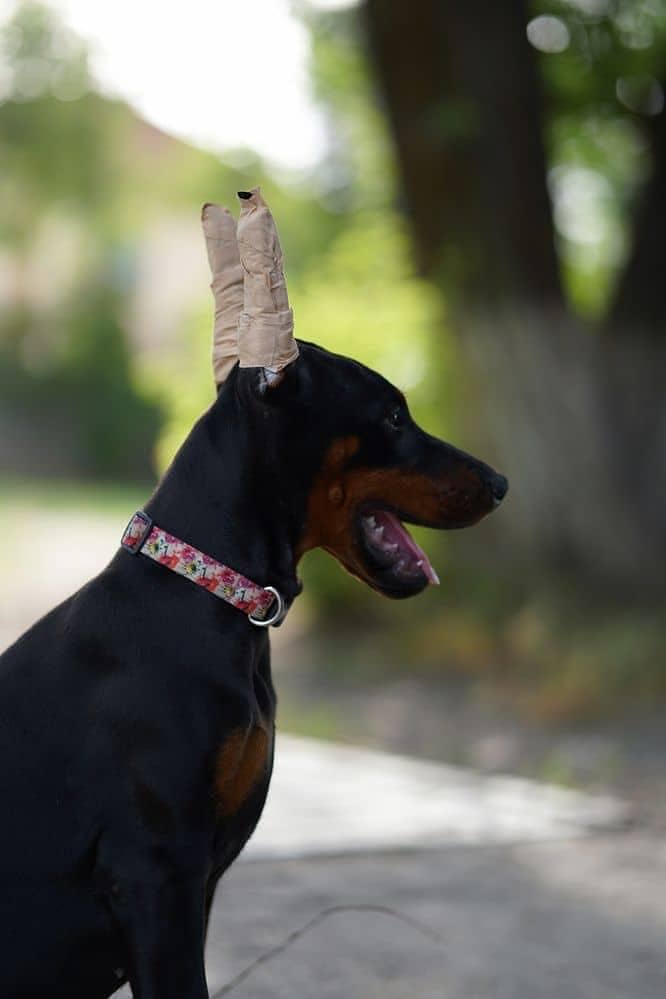 Doberman 3