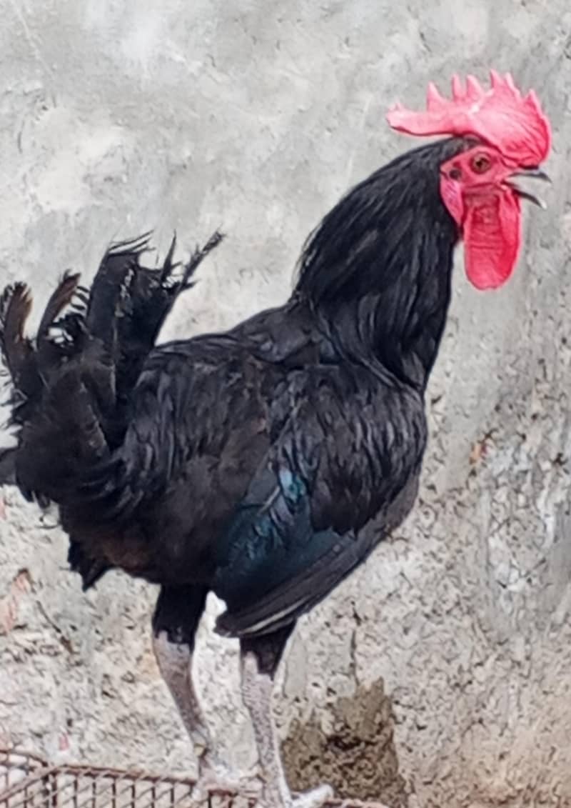 bantam sada 0