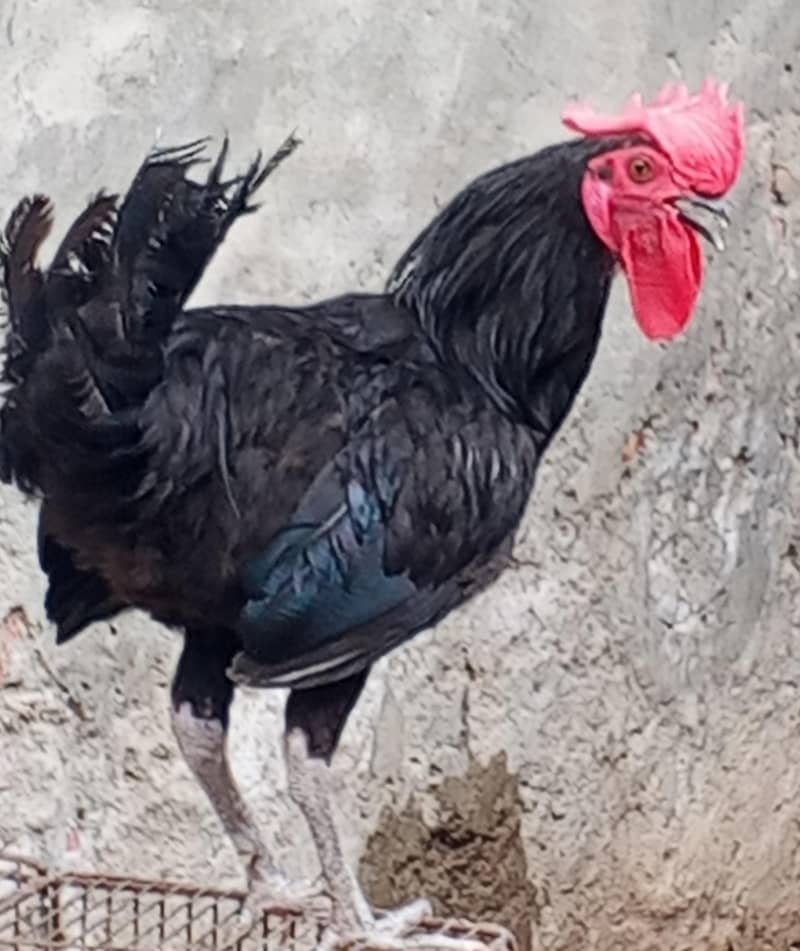 bantam sada 1