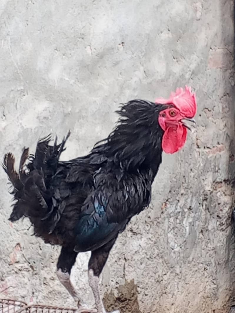 bantam sada 2