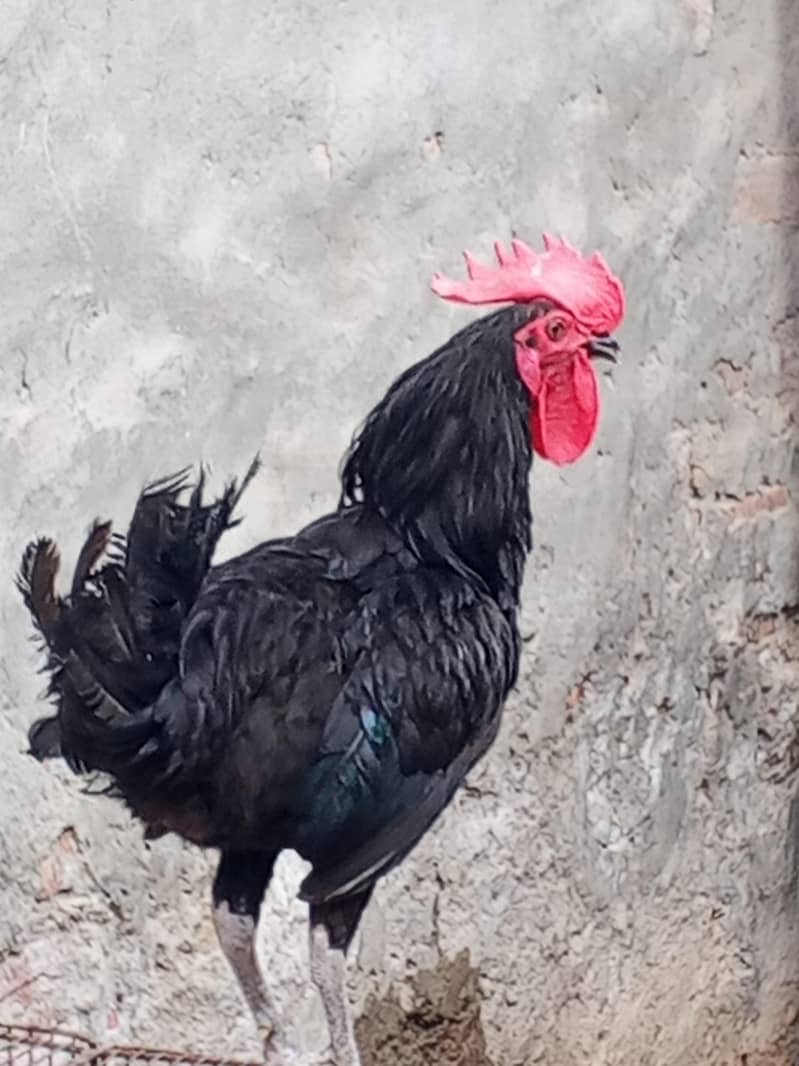 bantam sada 3