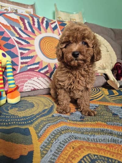Poodle