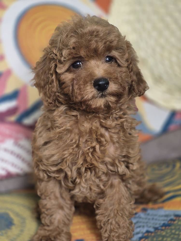 Poodle 2