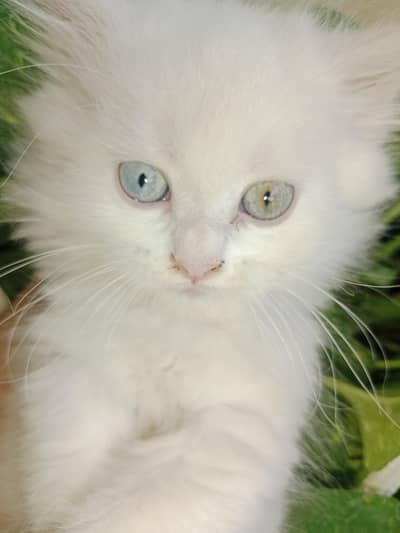 White Male Persian Kitten