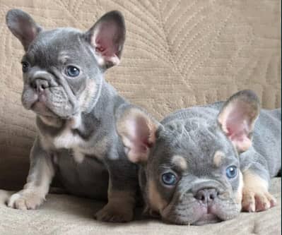 French bulldog