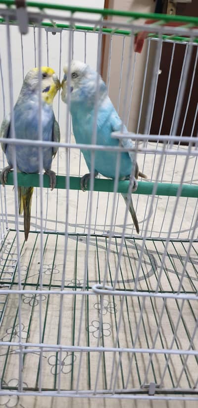 rainbow budgies