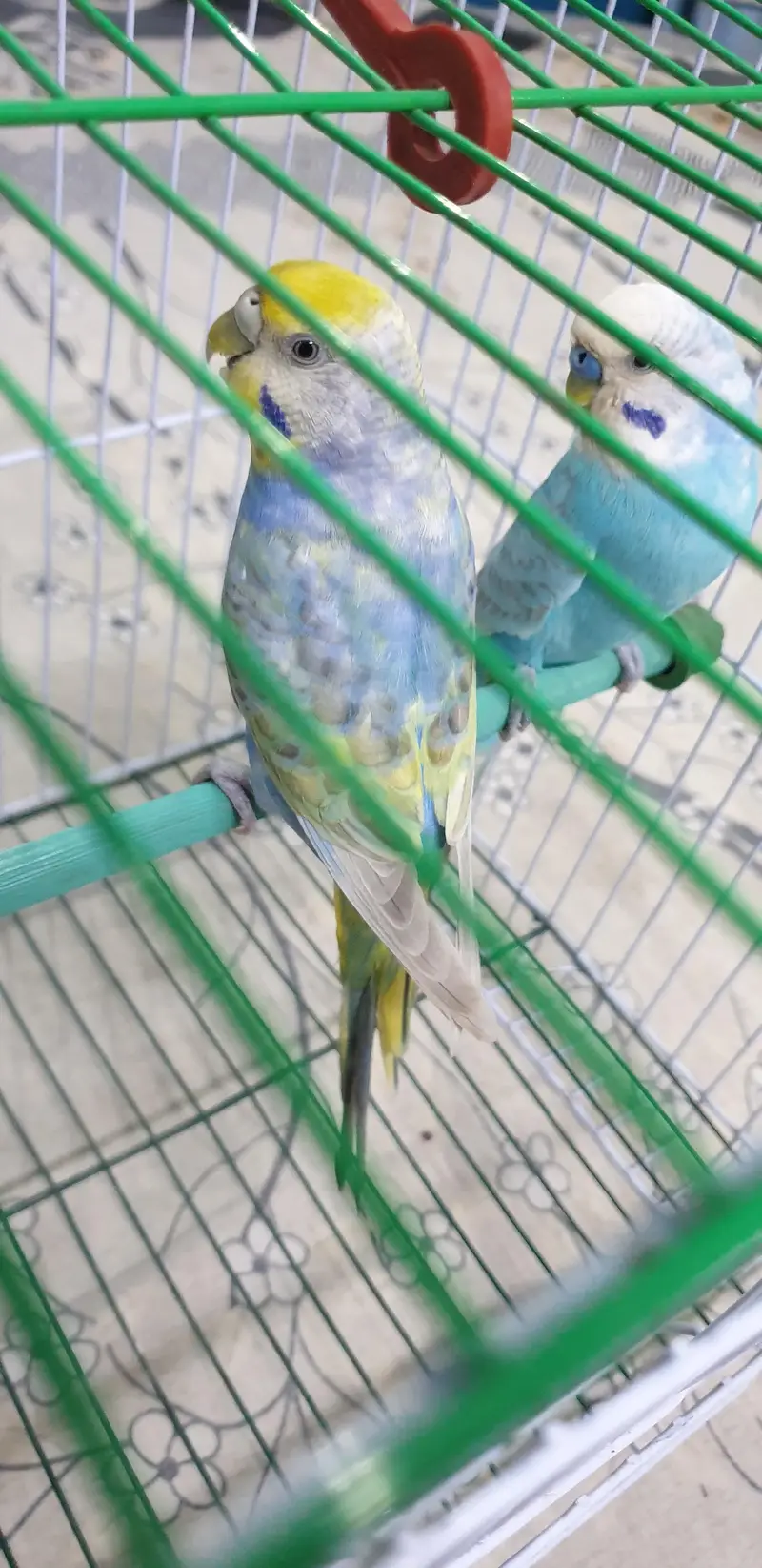 rainbow budgies — photo 2