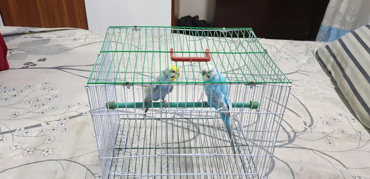 rainbow budgies — photo 3