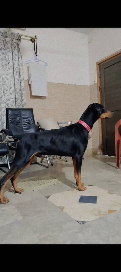 yorpin doberman gog four sell