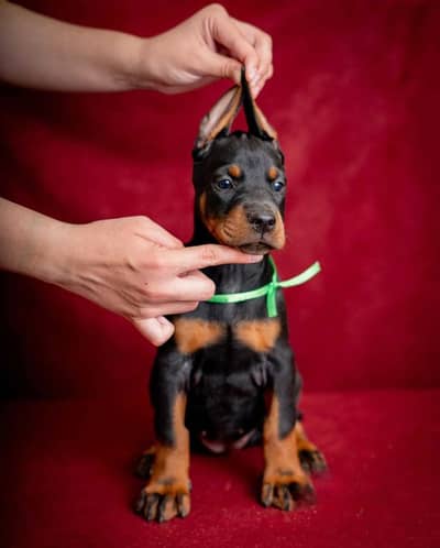 Doberman