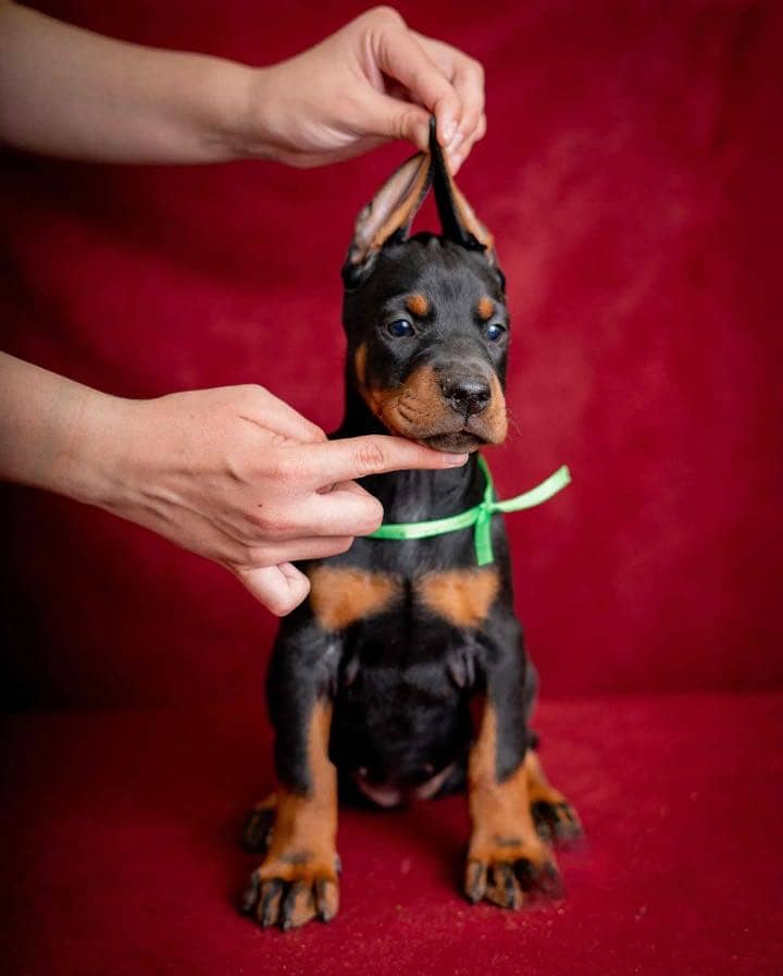 Doberman 0