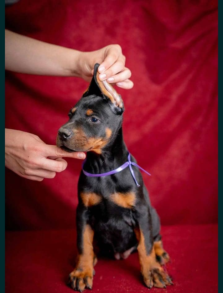 Doberman 1