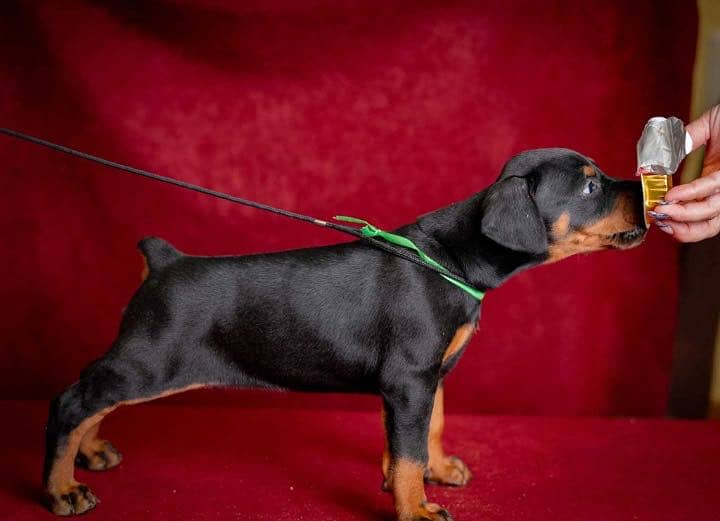 Doberman 2