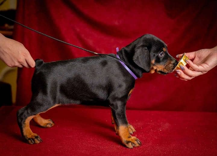 Doberman 3