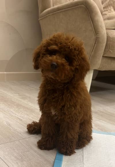 Poodle